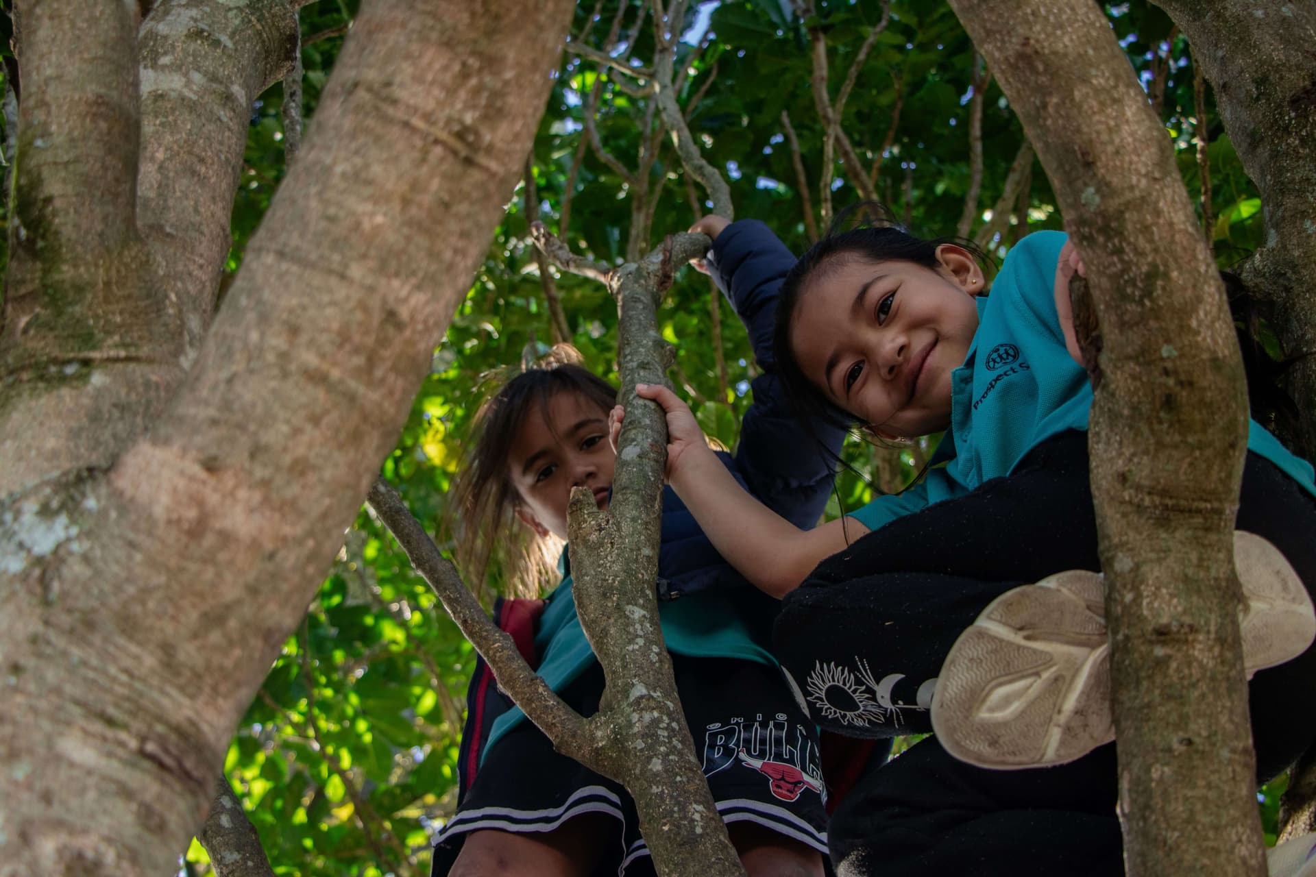 Tamariki playing in tree